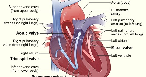 Teknologi Keperawatan Anatomi Fisiologi Sistem Kardiovaskuler