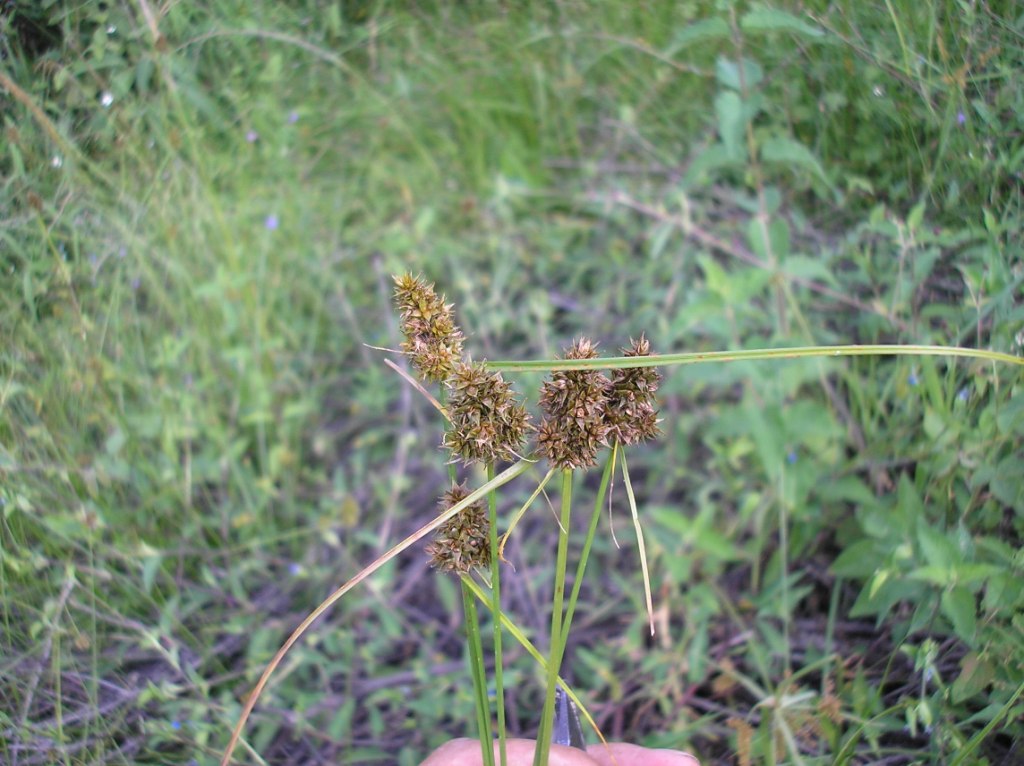 FAMILIA CYPERACEAE | Plantas de Pulan