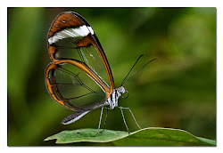 MARIPOSAS ERRANTES