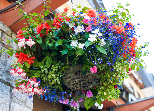 [Image: thanh-pho-day-hoa-cua-dat-nuoc-tuyet-dep...ada-10.jpg]