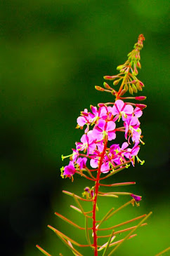 Fireweed 1445