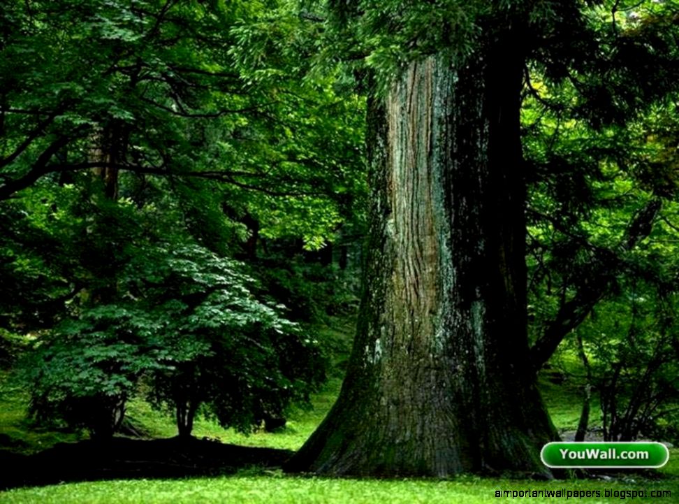 Big Tree Wallpaper Inspiration Wallpapers Big Tree Wallpaper Inspiration Wallpapers