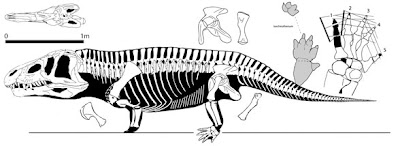 Erythrosuchus esqueleto