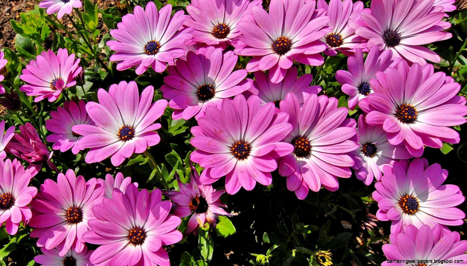 Summer Flowers Wallpapers for Desktop in HD – Daily Backgrounds Summer Flowers Wallpapers for Desktop in HD – Daily Backgrounds