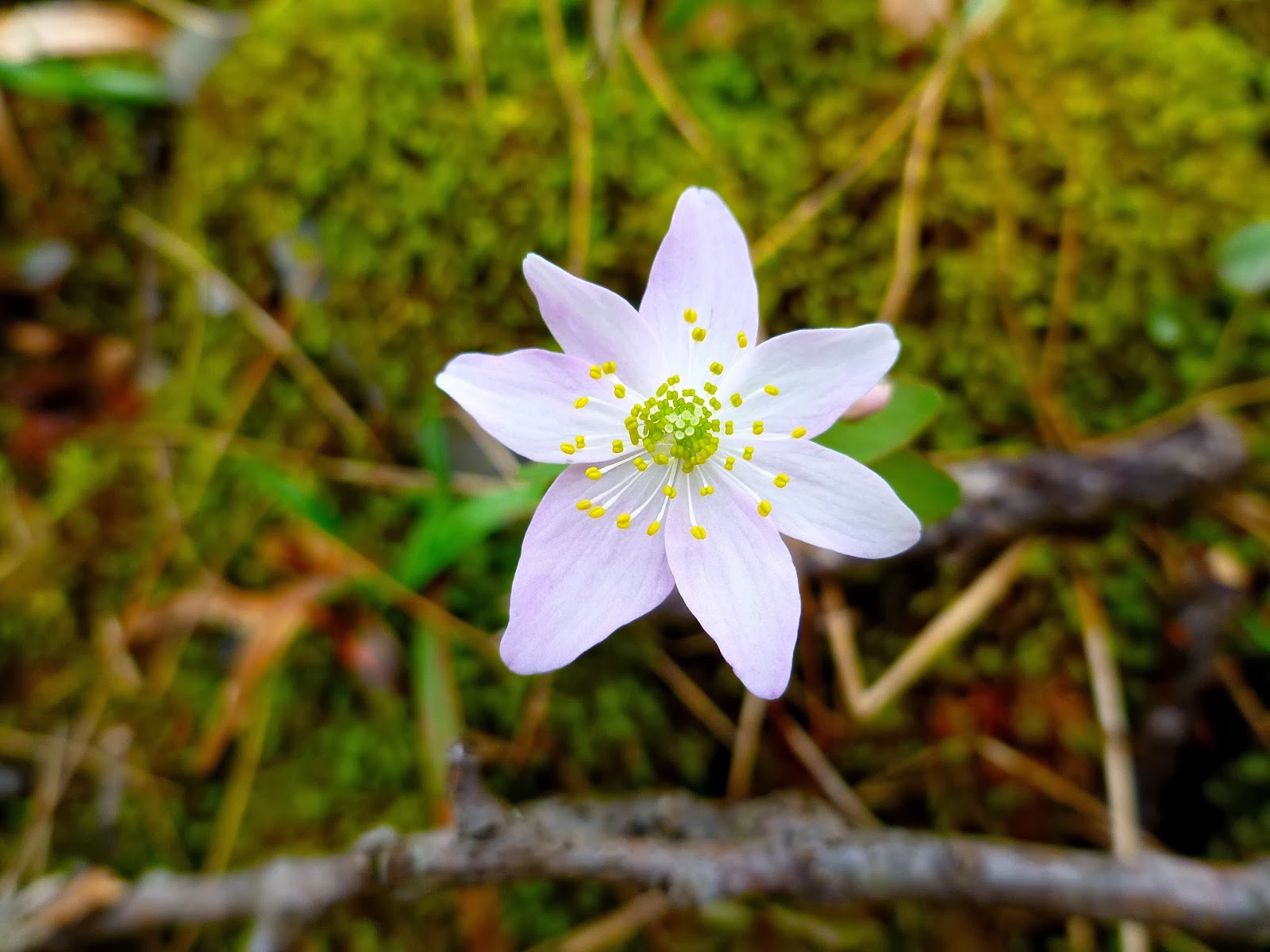 Nature of New York Spring Ephemeral Wildflowers of Dutchess and Putnam