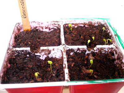 broccoli seedlings broccoli seedlings
