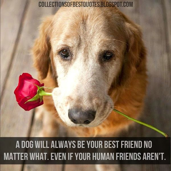 Collections Of Best Quotes A dog will always be your best friend