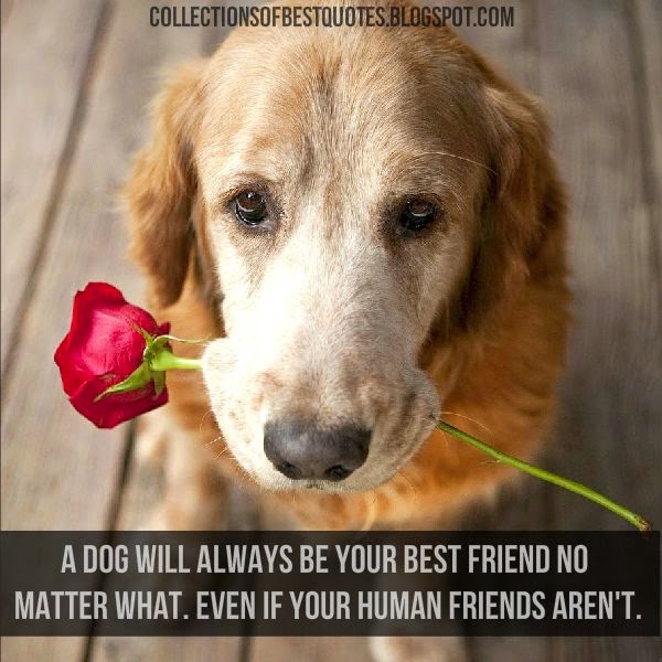 Collections Of Best Quotes: A dog will always be your best friend