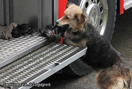 Kisah menyentuh perasaan bila anjing ini selamatkan Anaknya ~ Jenny