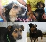 MAGGIE