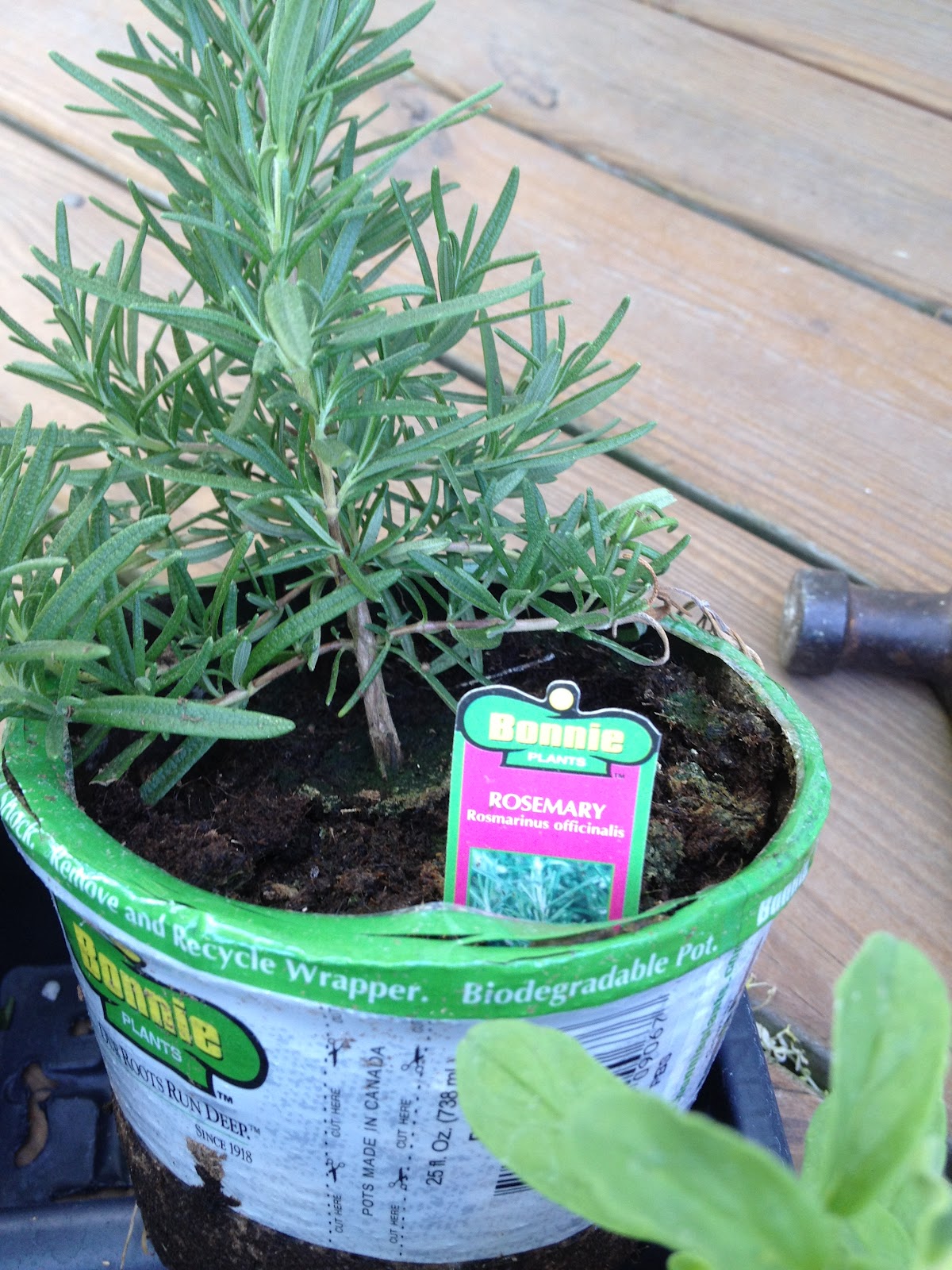First Grade Follies: Sunday's Project: An Herb Garden Wall