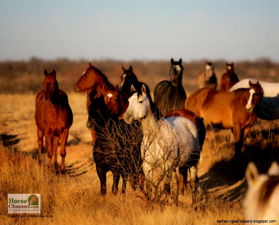 ranch horse 21280x1024 ranch horse 21280x1024