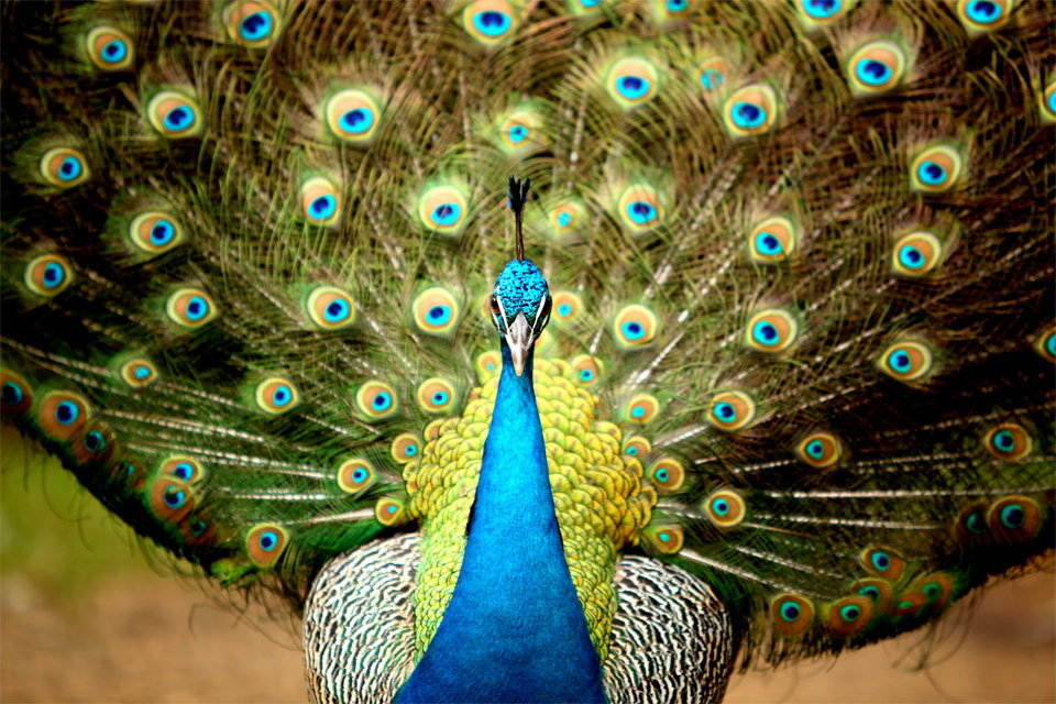 Wallpapers For You: 25 Most Beautiful Animals | birds | animals