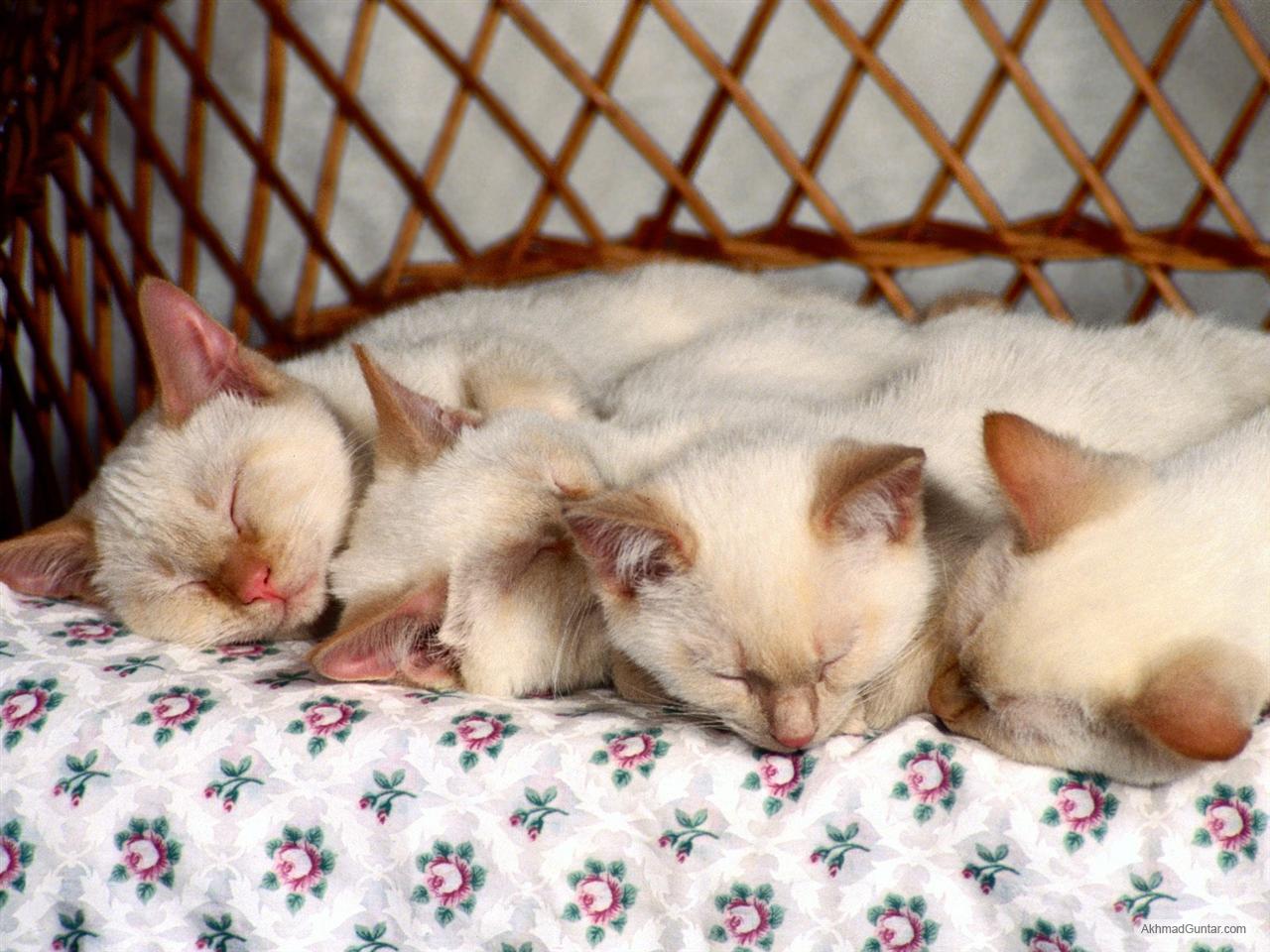 Perawatan Kucing: Mengenal Ras, Kucing Asli Indonesia