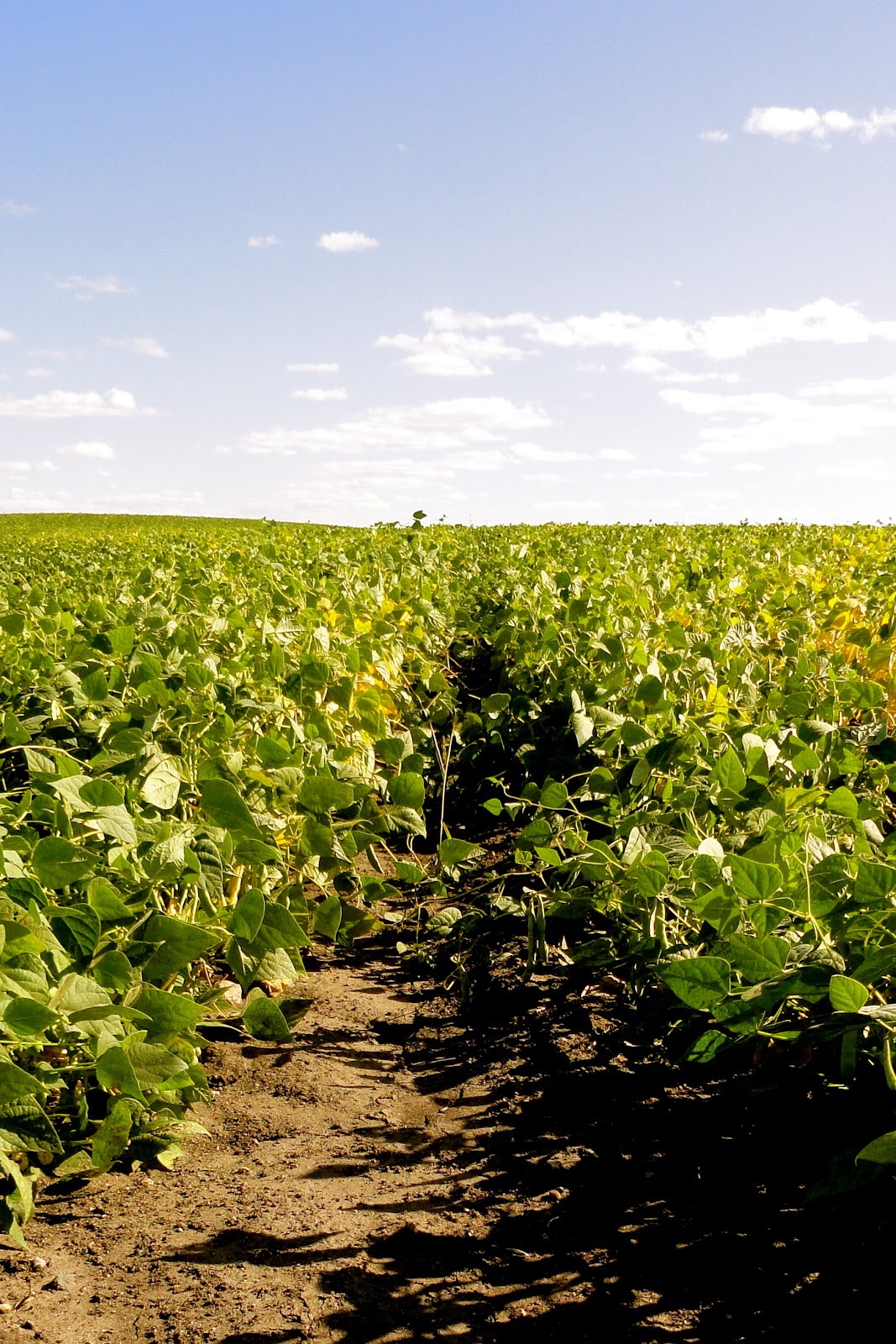 Griggs Dakota Pinto Beans Maturing
