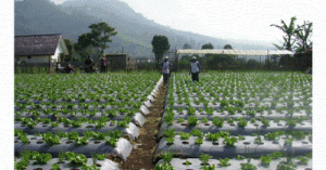 Menuju Sistem Pertanian Organik Wong Lanang