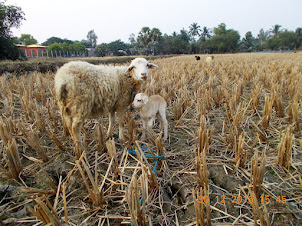 Ewe with its lamb in a field in Pakharala Village.