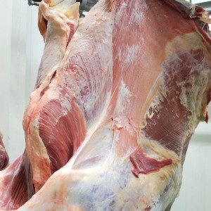 Halal Beef carcass