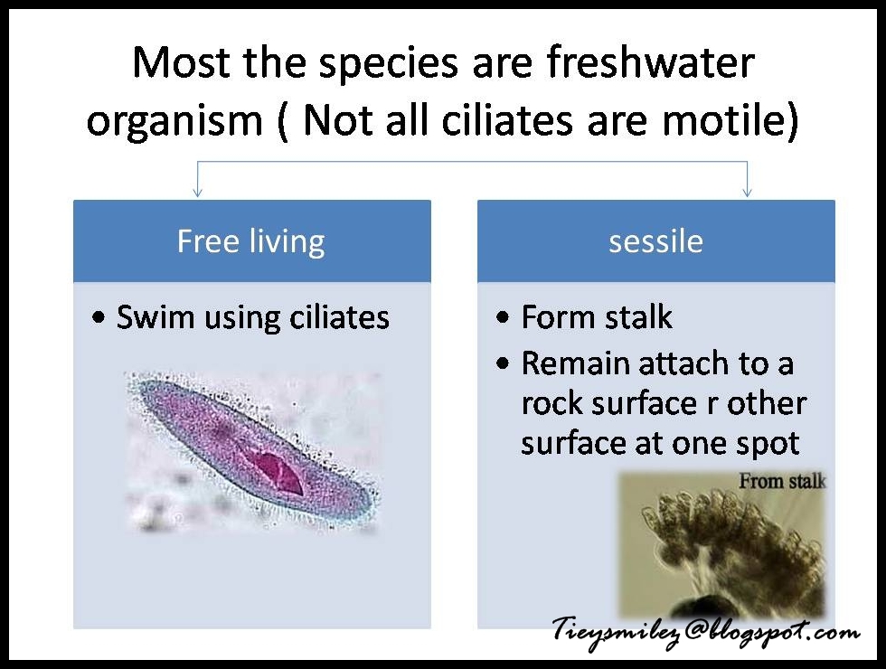 what are examples of ciliates