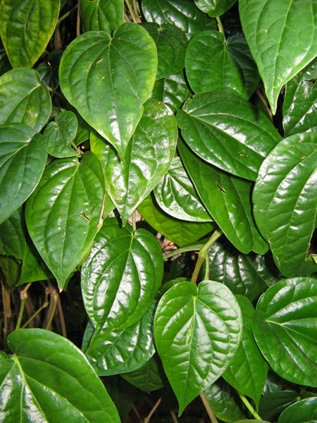 Khasiat sirih, fungsi dan kegunaan sirih, kelebihan dan kebaikan sirih, manfaat sirih dalam perubatan dan kecantikan, gambar daun sirih, produk berasaskan sirih, sireh, pencuci wanita, feminine wash