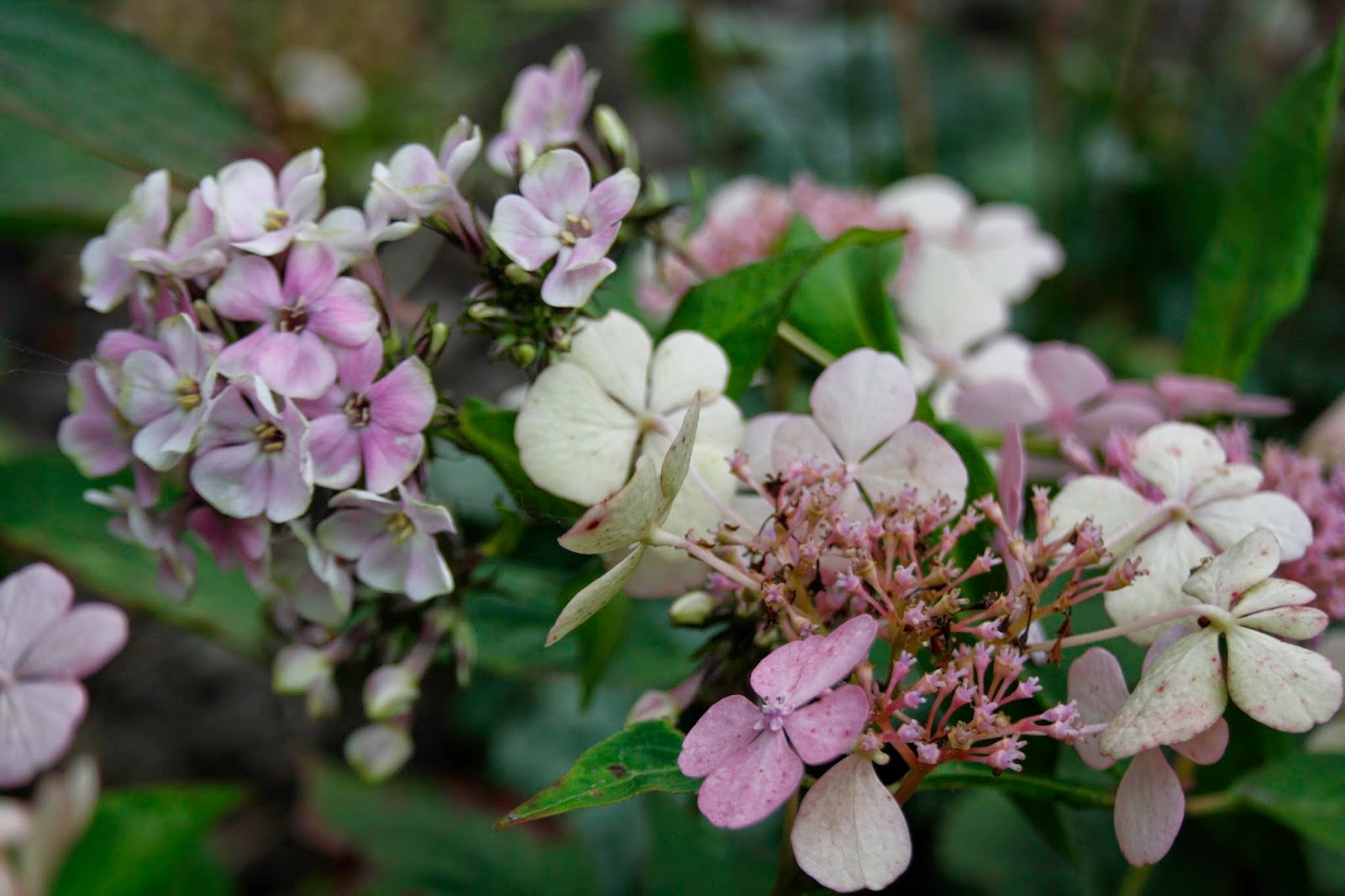 Hydrangea Varietes Pour Pdf Free Download