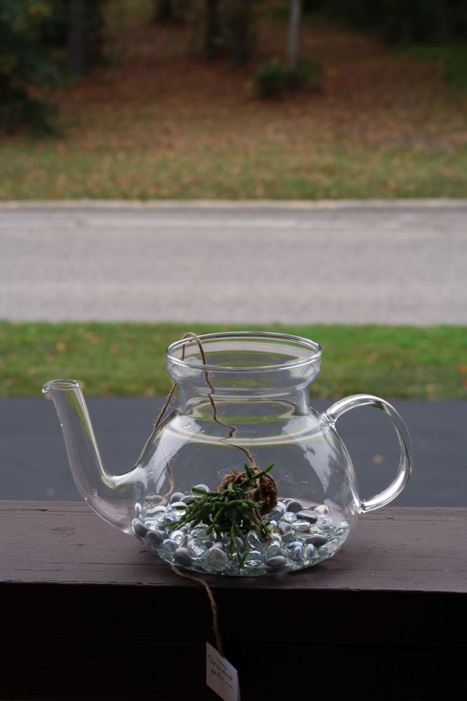 The Rainforest Garden Teabag Seed Packets and a Teapot Terrarium