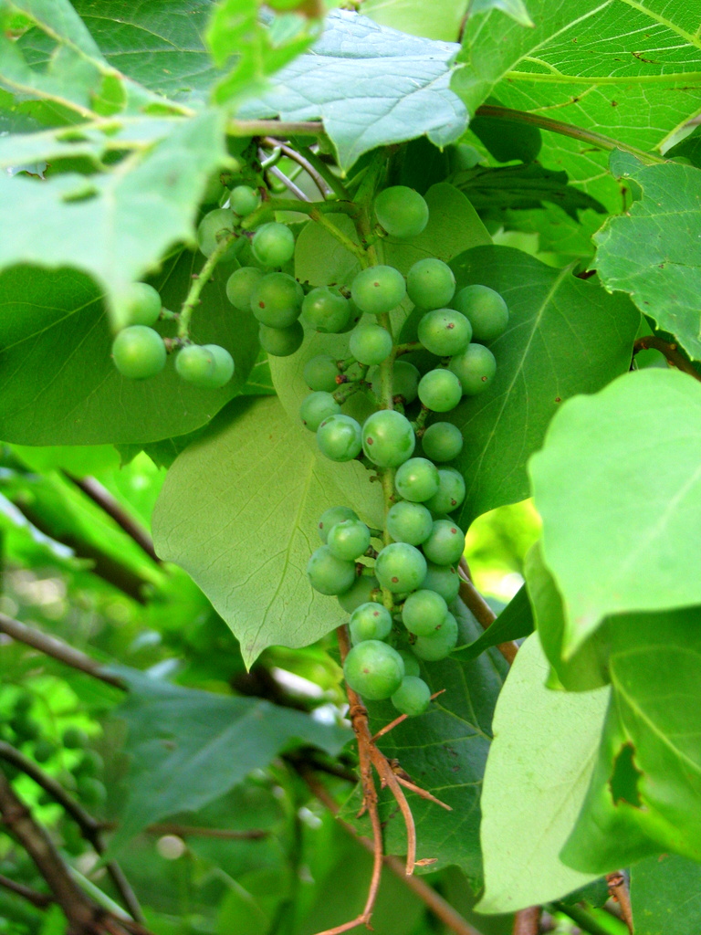 Are Wild Grapes Poisonous To Dogs