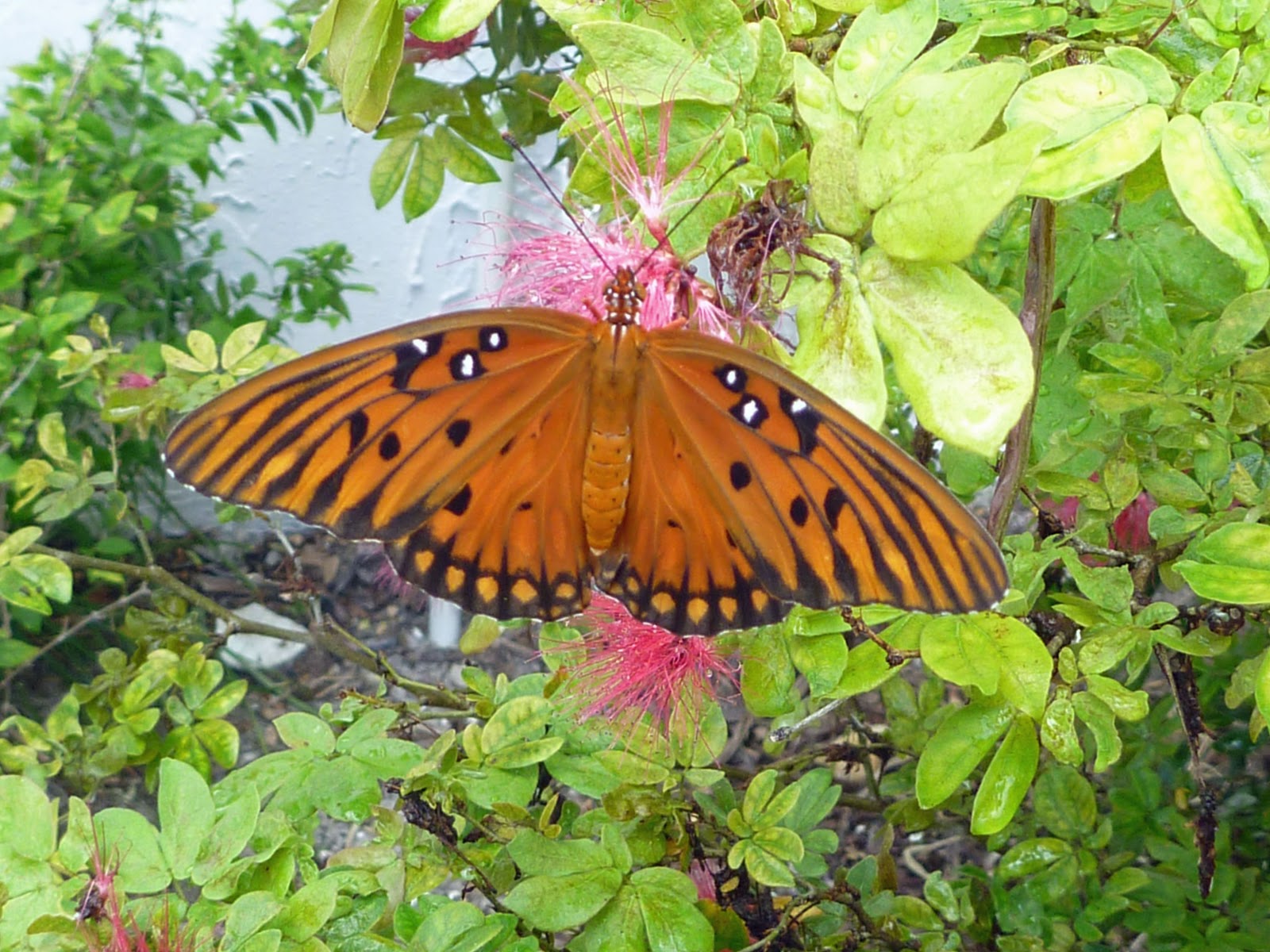 gulf fritillary butterflies