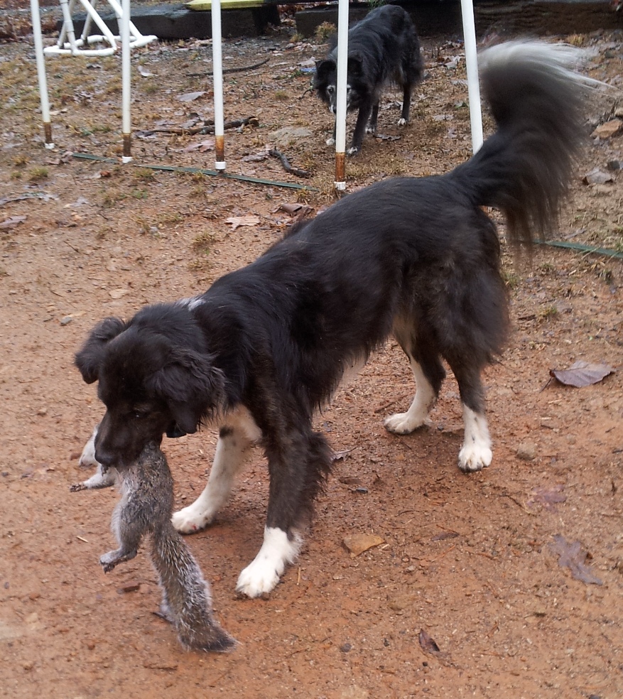 The Days of Johann, an agility dog! How to catch a squirrel by master