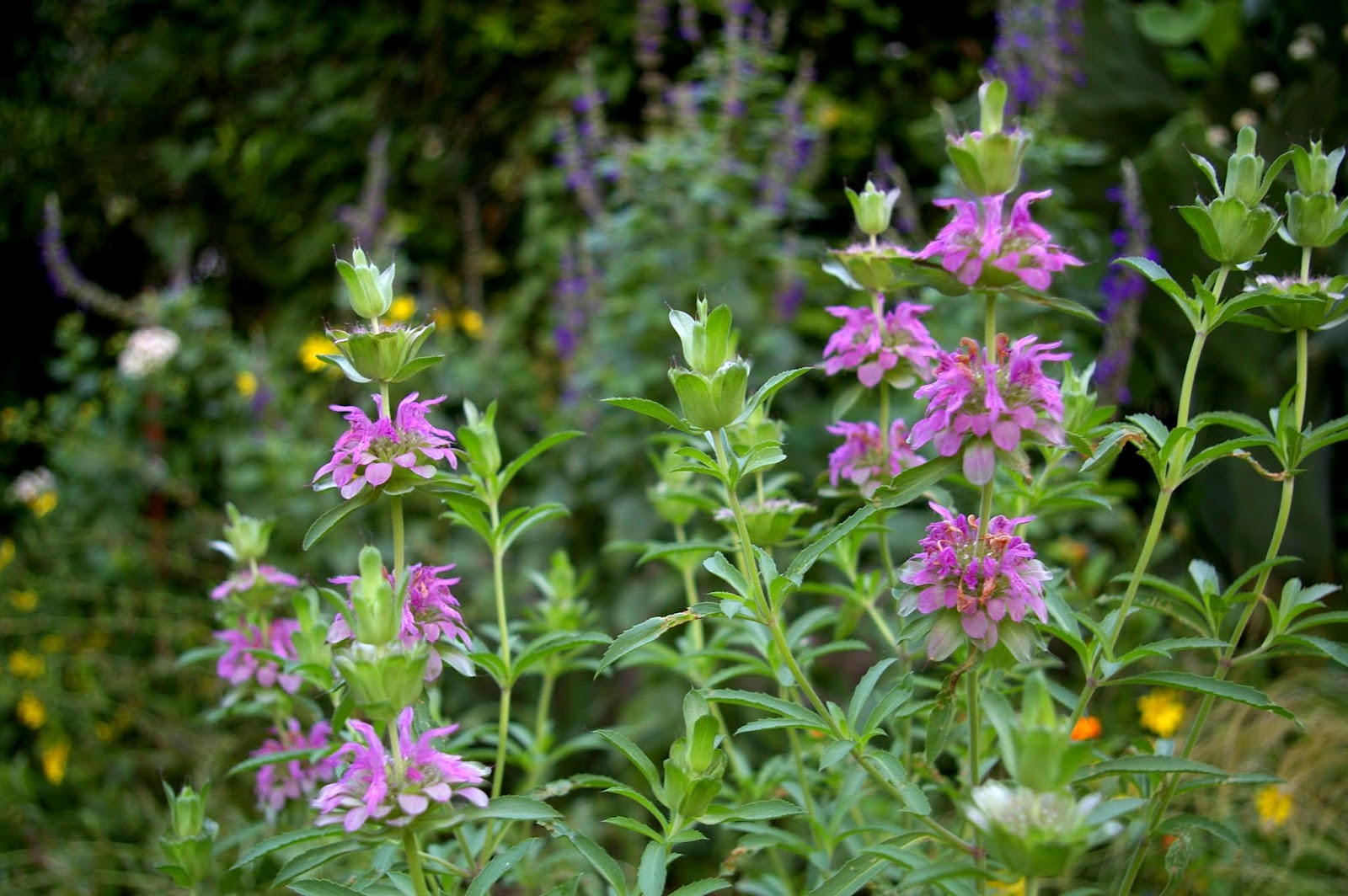 The Grackle Horsemint Blooms