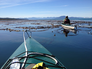 Kayaking in Glacier Bay