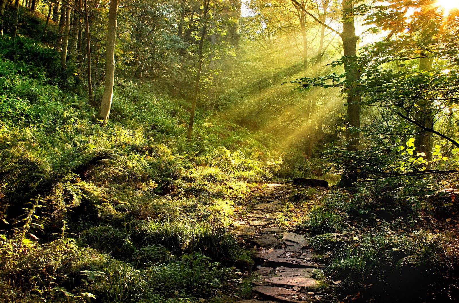 Hd Forest