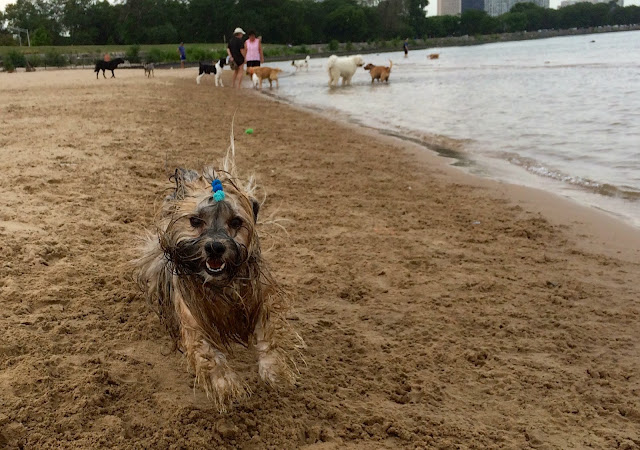 Montrose dog beach Chicago 