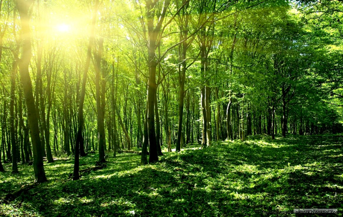 Free Wallpaper Free Nature wallpaper Windows 7 Themes Free Wallpaper Free Nature wallpaper Windows 7 Themes