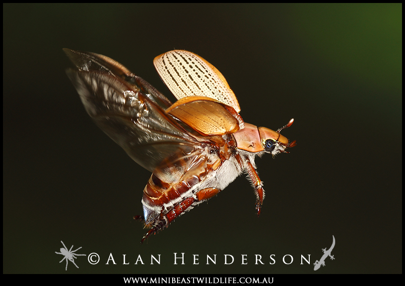 Minibeast Wildlife Rainforest Encounters Christmas beetles arrive