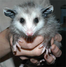 Hurricane Martha: Baby Opossum.