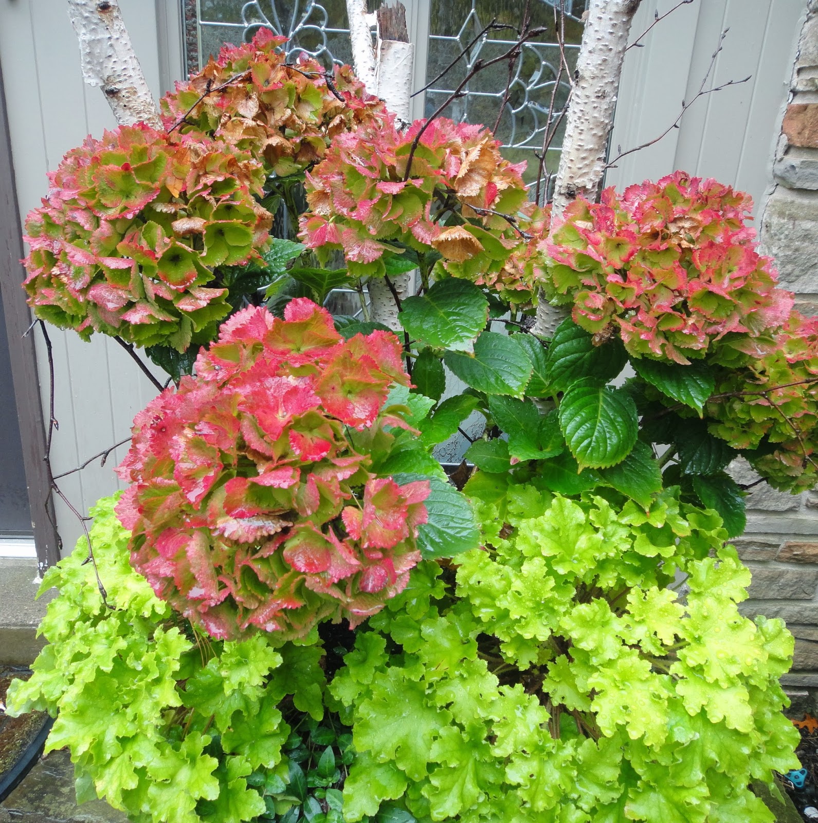Amazon Com 1 Gallon Limelight Hydrangea Extravagant Large