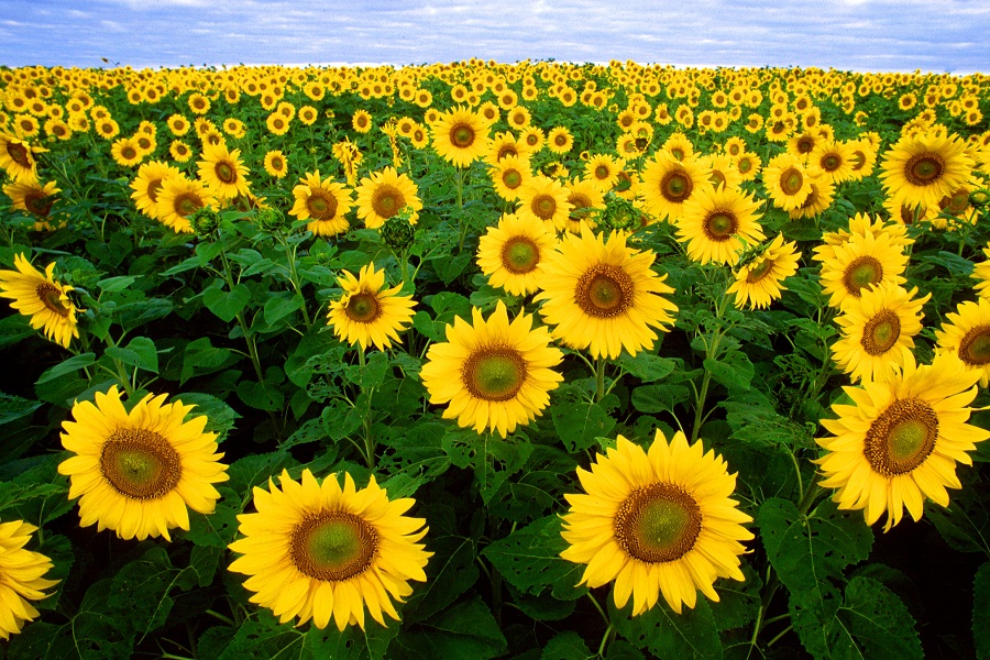 Sunflowers rotate to keep the flower facing the Sun during the day. Do they face sunset all