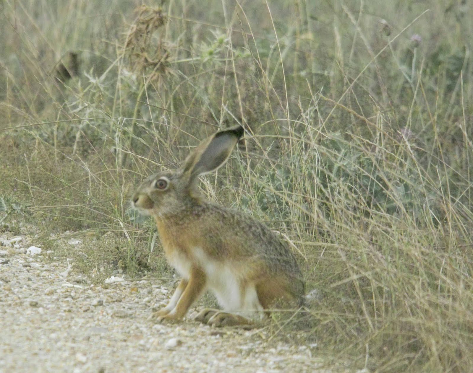 Iberian Hare