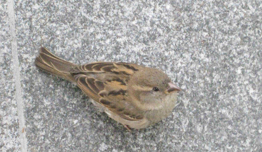 Sparrow Girl