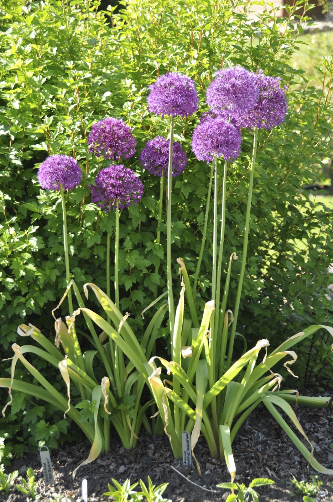 Northern Exposure Gardening Awesome Alliums, the Ornamental Onions
