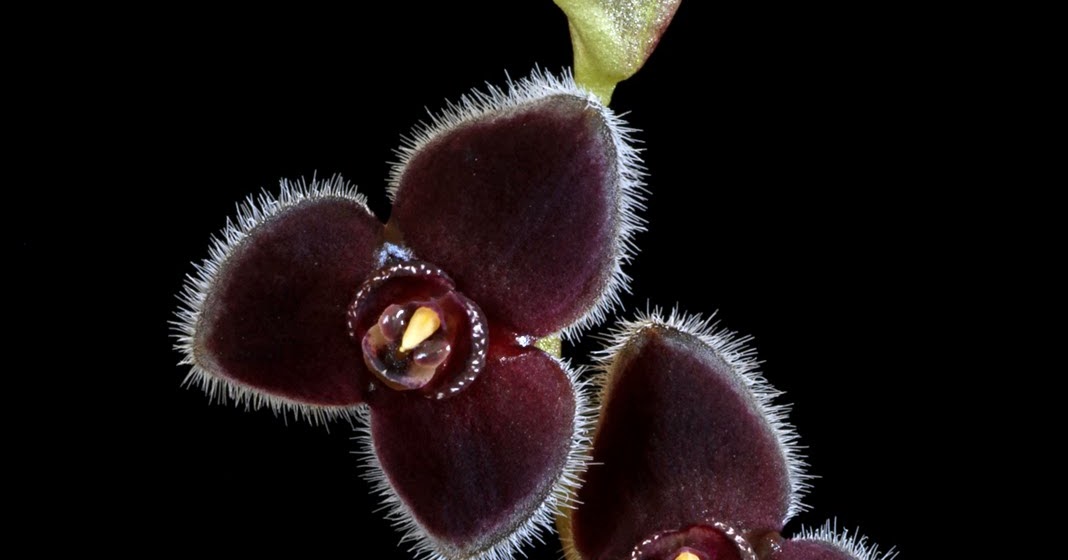 Orchids in Bloom: Stelis ciliolata 'Leia' CHM/AOS