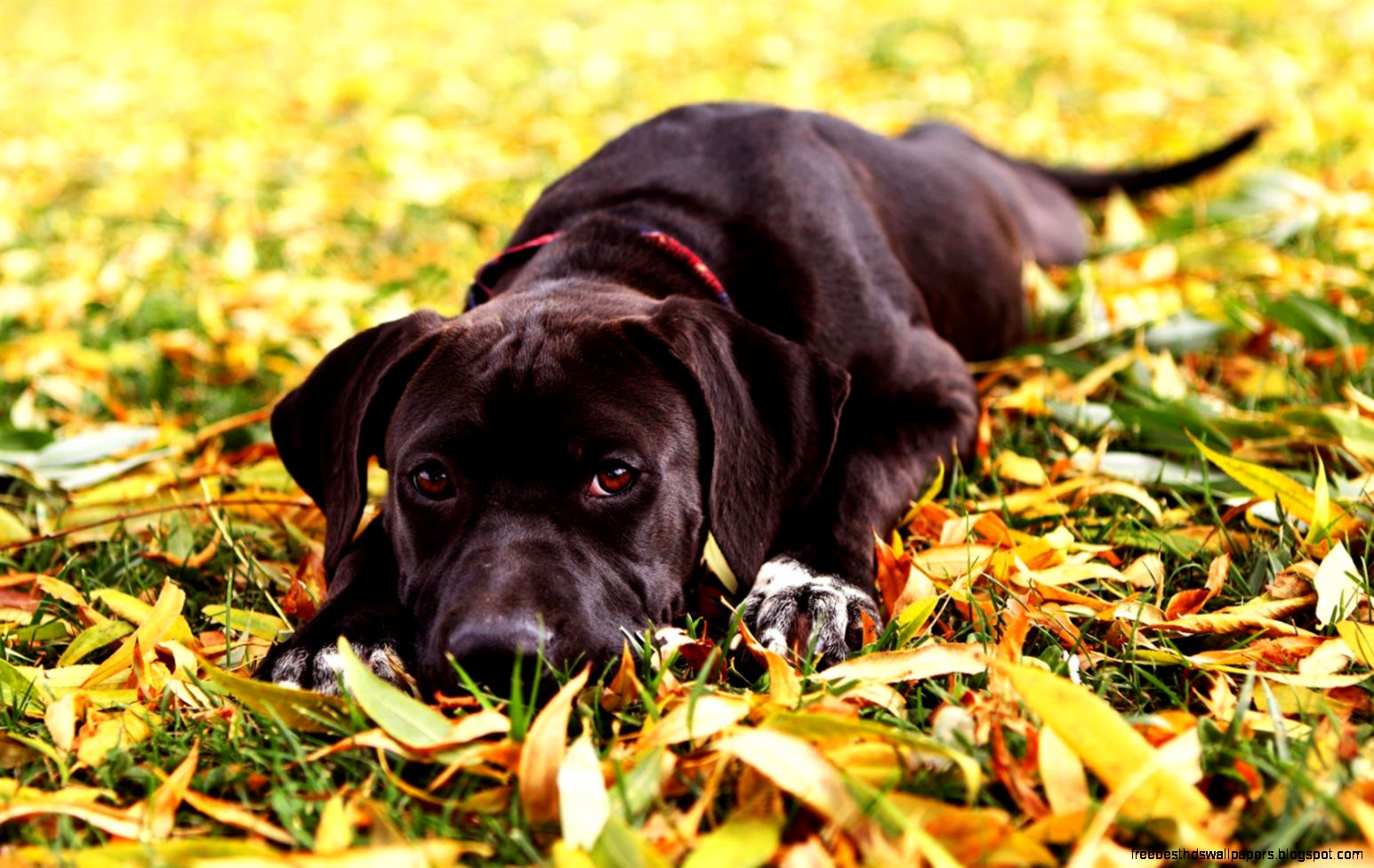 Falls Leaves Puppy Dog Pictures Falls Leaves Puppy Dog Pictures
