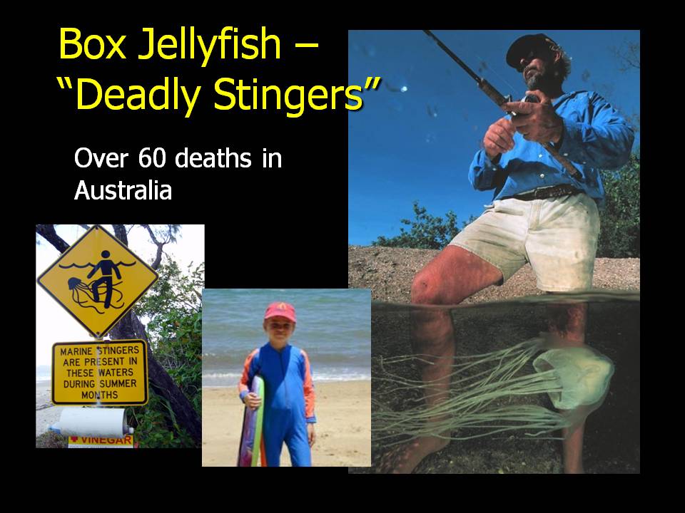 jellyfish slide