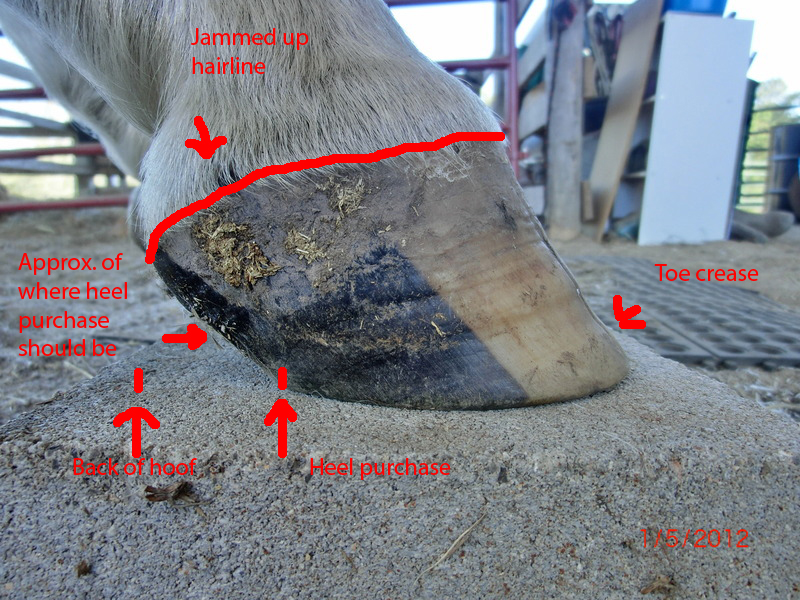 It's Quarters for Me Pathological hoof What I see