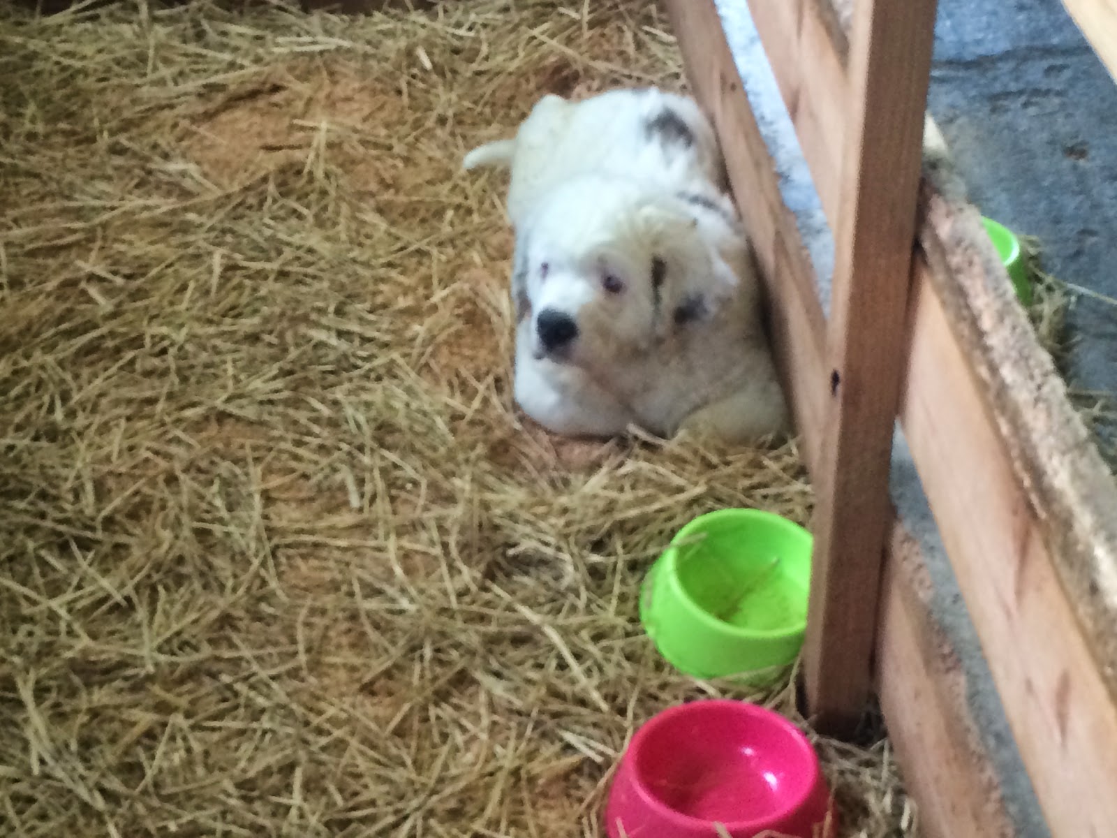 牧場日誌 セントバーナードの仔犬 譲ります