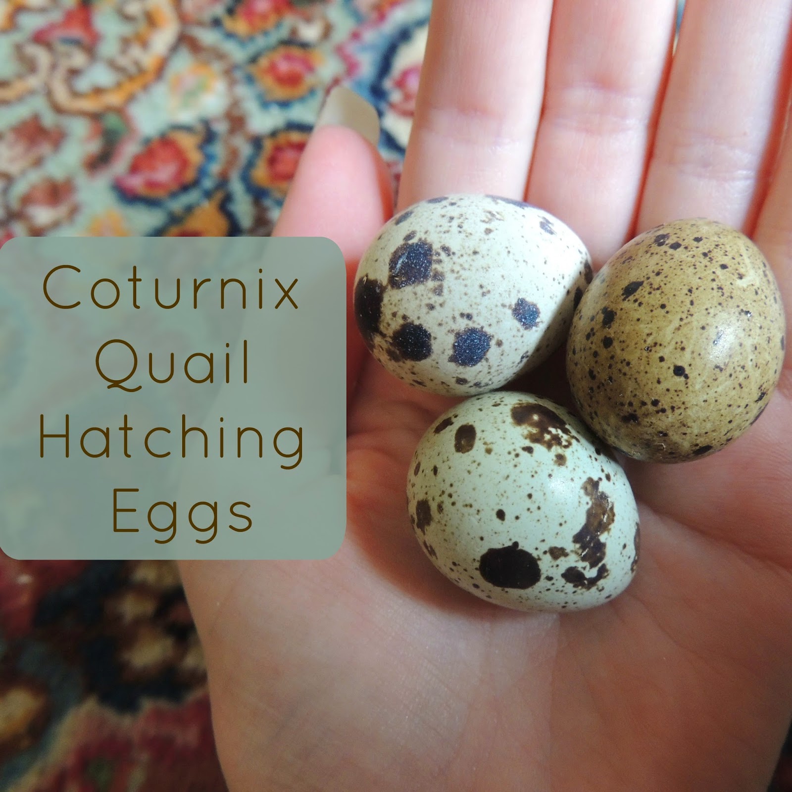 Brinsea 12 Coturnix Quail Hatching Eggs 