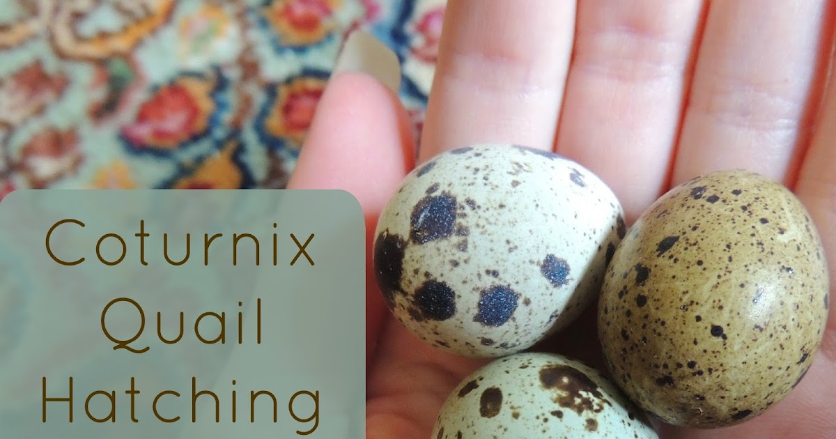 Linn Acres Farm: Quail Hatching Eggs!