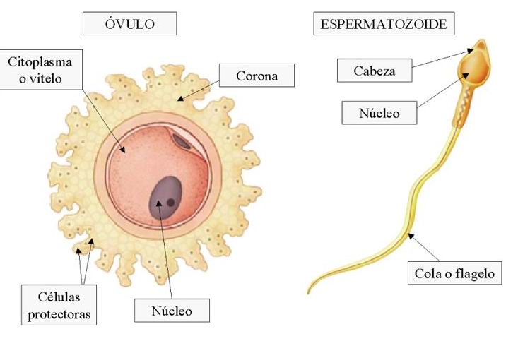 gametos ovocito y espermatozoide