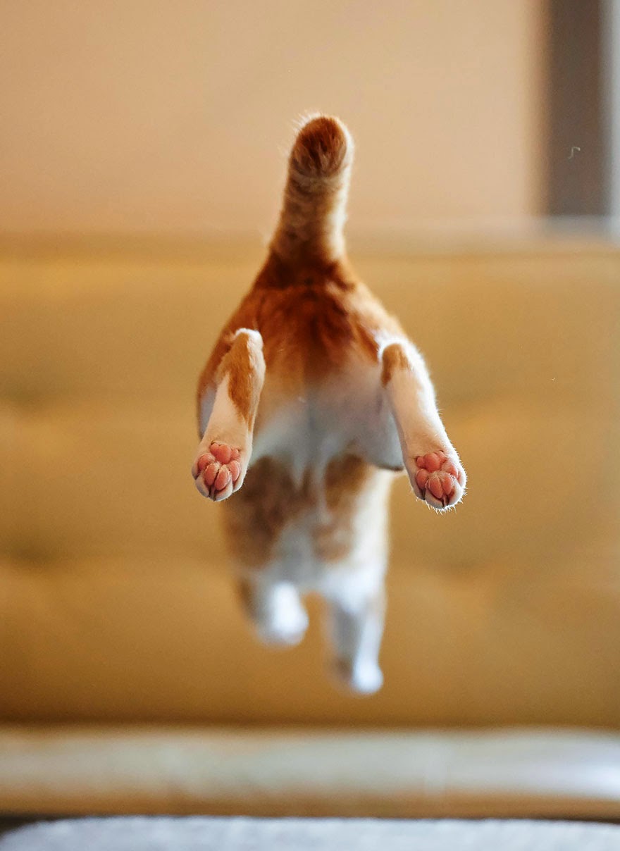 50 Funny Pictures of Cats Jumping free download wallpaper